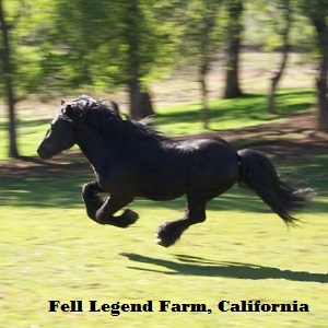 fell pony